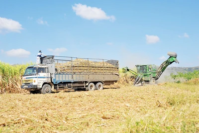 Công ty cổ phần Nông nghiệp AgriS Gia Lai: Hài hòa lợi ích giữa doanh nghiệp và người trồng mía