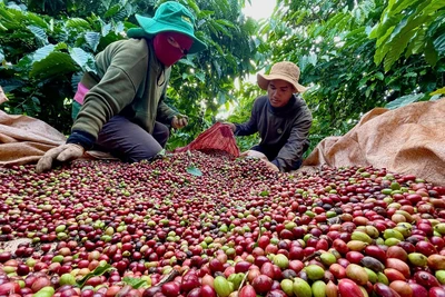 Cà phê Robusta Gia Lai chinh phục phân khúc giá trị cao