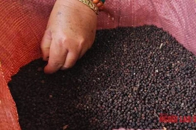 Giá tiêu hôm nay 24-4: Giằng co quyết liệt