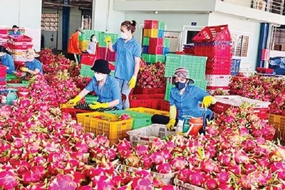 Thanh long bất ngờ soán ngôi 'vua' trái cây Việt Nam