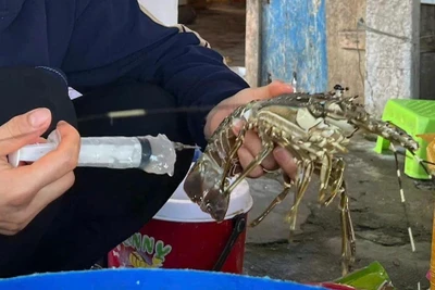 Bắt quả tang cơ sở bơm tạp chất vào tôm hùm chết lừa người tiêu dùng