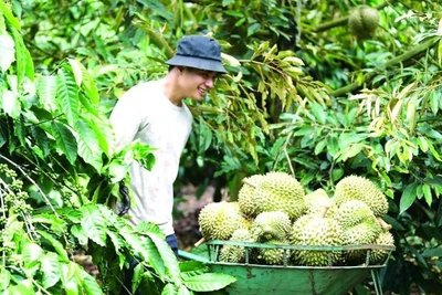 Nhà nông Tây Nguyên đón tết ấm