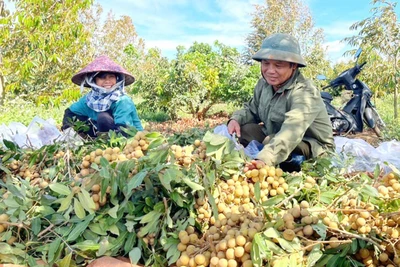 Chư Sê đẩy mạnh ứng dụng khoa học công nghệ vào sản xuất