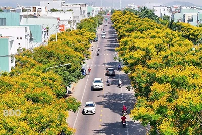 Lim xẹt nhuộm vàng góc phố