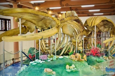 Hai bộ 'ngọc cốt' cá Ông ở Lý Sơn xác lập kỷ lục lớn nhất Việt Nam