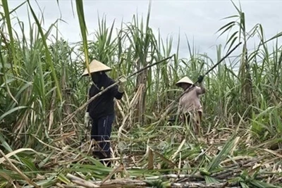 Giữ 'vị ngọt' cho mía đường - Bài 1: Niềm vui chưa trọn vẹn