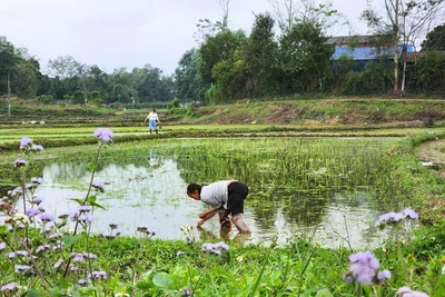 Khoảng trời quê