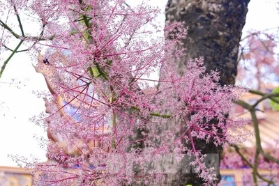 Mê mẩn với 'vương giả chi hoa' đua nhau khoe sắc giữa Hoàng cung Huế
