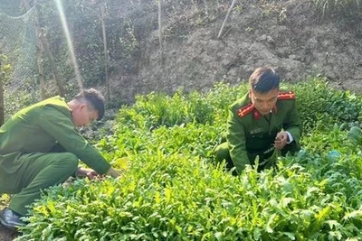 Trồng gần 2.800 cây thuốc phiện để làm rau ăn hàng ngày