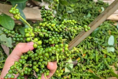 Giá tiêu hôm nay 18-4: Giá tăng, nông dân không tăng diện tích