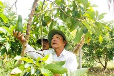 Tây Nguyên: Bơ đầu mùa giá gấp đôi năm trước