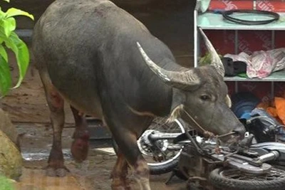 'Trâu điên' lao vào nhà dân húc 3 người bị thương