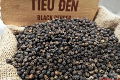 Giá tiêu hôm nay 9-4: Giảm mạnh, doanh nghiệp lo mất thanh khoản
