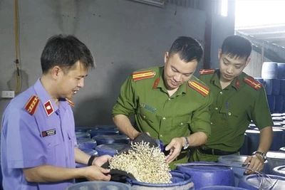 Vụ 3.500 tấn giá đỗ 'ngậm' chất cấm: Ai chịu trách nhiệm?