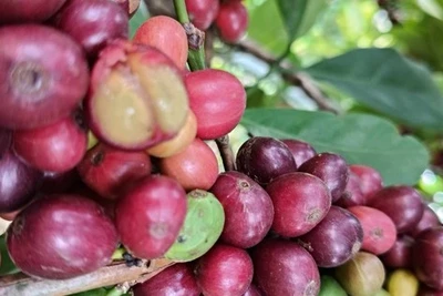 Giá cà phê hôm nay 14-4: 'Thế lực' mới trên thị trường