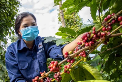 Giá cà phê trong nước giảm 1,7-2,2 triệu đồng/tấn