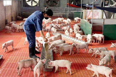 Chi phí đầu vào tăng, sản xuất nông nghiệp gặp khó