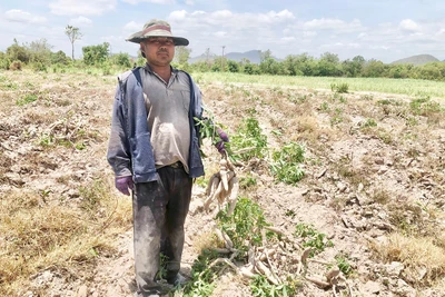 Krông Pa: Người trồng mì chịu thiệt hại kép