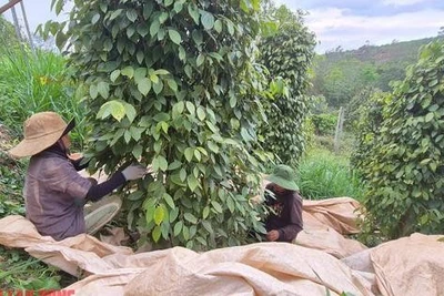 Giá tiêu hôm nay 15-4: Giải mã vị trí số 1 của tiêu Việt Nam