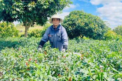 Nông dân thu nhập khá vì giá ớt tăng cao