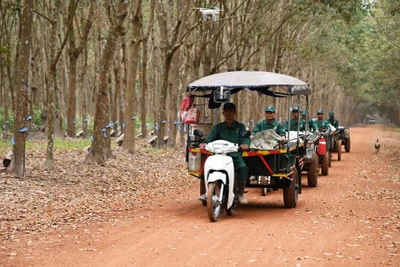 Kỳ tích cao su vươn mình trên xứ sở Angko-Kampong Thom: Kỳ 1-Hành trình “mở đất” trên nước bạn Campuchia