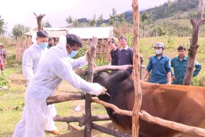 Kon Tum: Hàng chục con trâu, bò bệnh lở mồm long móng