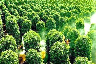 Kim ngạch xuất khẩu hồ tiêu tăng 45%