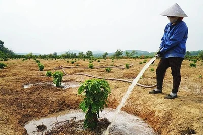 Mùa hoa khát nước - Kỳ 1: Cây "khát" nước vẫn nở đầy hoa trắng