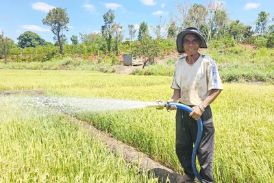 Làng Pan nguy cơ mất mùa lúa