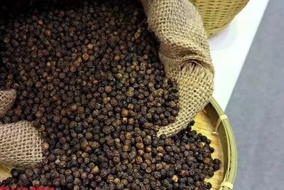 Giá tiêu hôm nay 17-4: Tăng mạnh nhất là tiêu đen