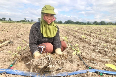 Krông Pa: Người trồng thuốc lá gặp khó vì thời tiết bất lợi