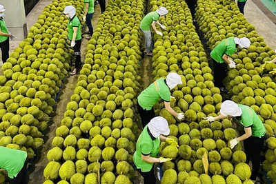 Mỹ hoãn áp thuế 46%: Doanh nghiệp xuất khẩu nông sản cần làm gì?