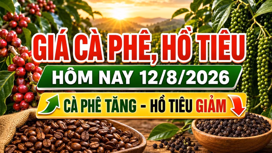 gia-ca-phe-ho-tieu-hom-nay-12-8-2026.jpg