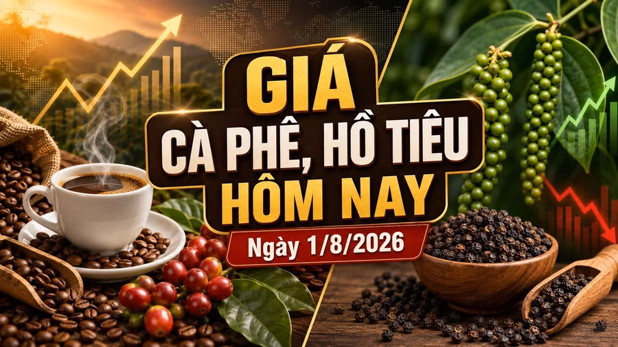 gia-ca-phe-ho-tieu-hom-nay-1-8-2026.jpg