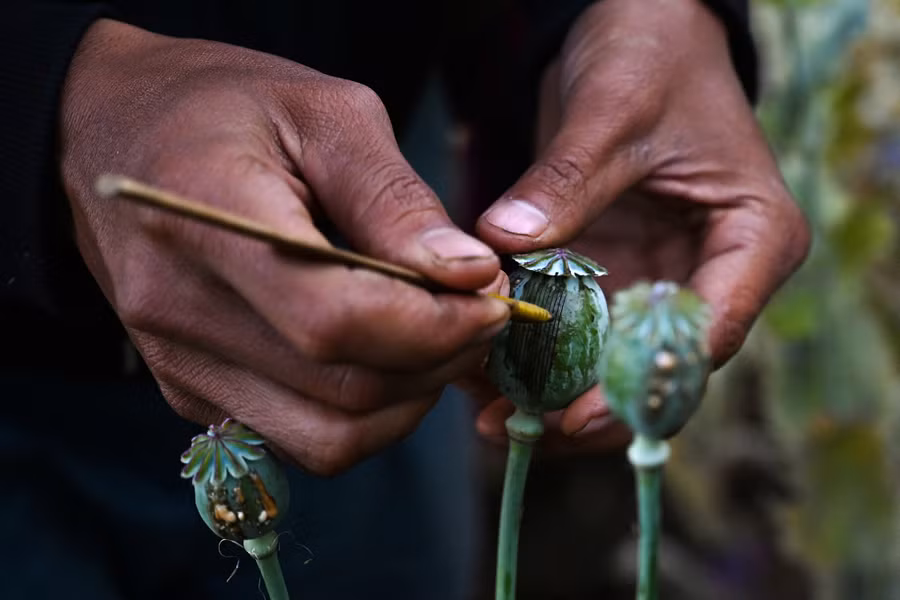 Lấy nhựa cây anh túc ở Hopong, bang Shan, Myanmar năm 2009. Ảnh: AFP Lấy nhựa cây anh túc ở Hopong, bang Shan, Myanmar năm 2009. Ảnh: AFP