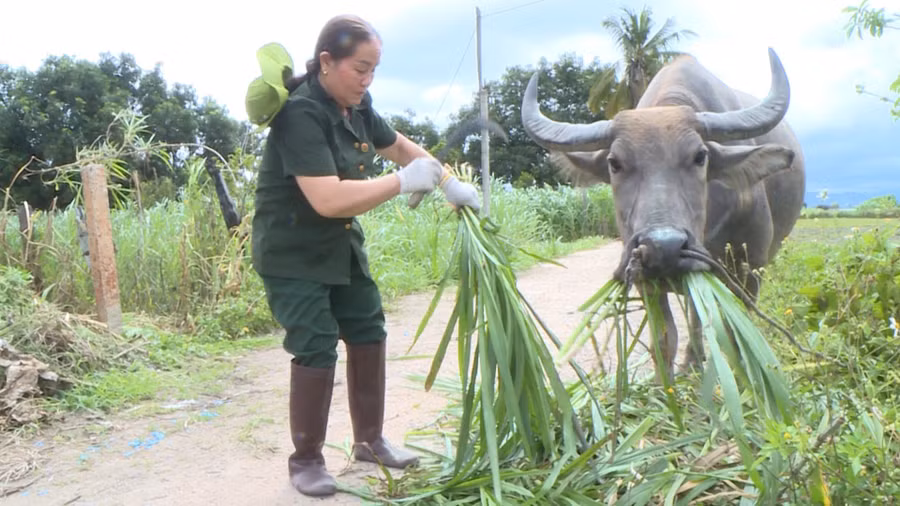 Cựu thanh niên xung phong Nguyễn Thị Vượng (thôn Điểm 9, xã Ia Hiao) chăm sóc đàn vật nuôi của gia đình. Ảnh: Bảo Anh