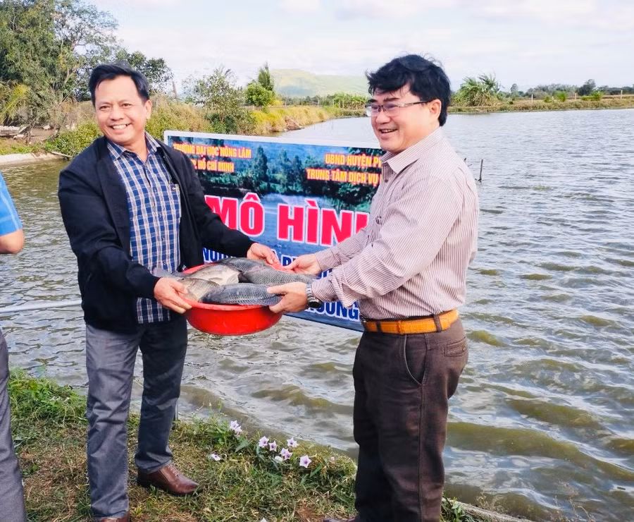 Sau 4 tháng triển khai, 1 con cá rô phi đơn tính Genomar Na Uy thương phẩm đạt trọng lượng khoảng 1 kg. Ảnh: Lê Tám