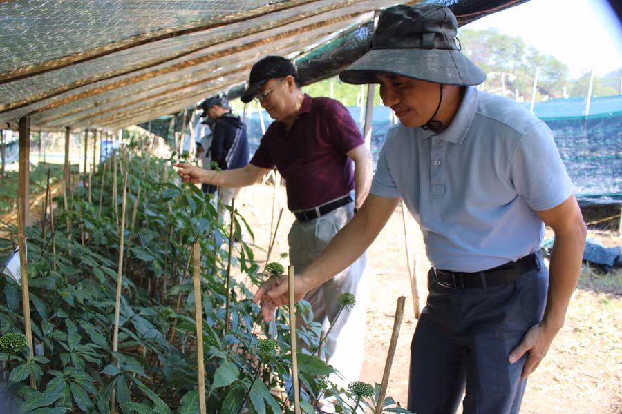GS Nguyễn Minh Đức và ông Nguyễn Tấn Việt (áo trắng) trong một chuyến đi thăm vườn sâm Ngọc Linh. GS Nguyễn Minh Đức và ông Nguyễn Tấn Việt (áo trắng) trong một chuyến đi thăm vườn sâm Ngọc Linh.