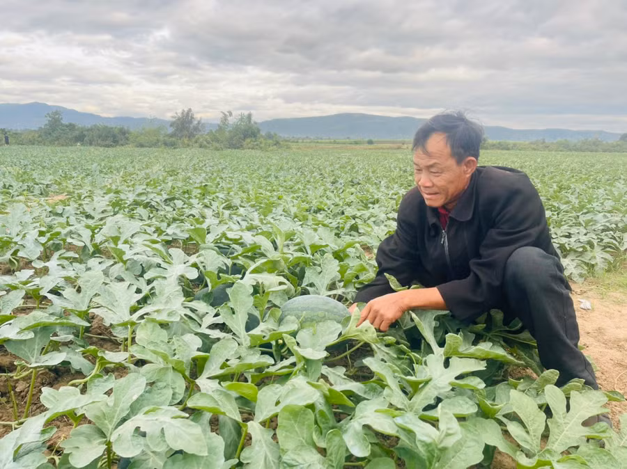 Ông Lê Công Danh (huyện Tây Sơn, tỉnh Bình Định) kỳ vọng sau Tết giá dưa hấu sẽ nhích lên để người trồng dưa có lời chút đỉnh. Ảnh: Vũ Chi