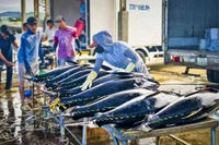 Ngư dân Gia Lai phấn khởi trúng mùa cá ngừ đại dương trước Tết.