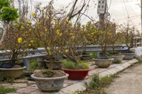 Người trồng mai ở Gia Lai và nỗi lo "mất Tết".