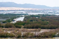 Cồn Chim xưa phủ một sắc xanh, giờ chỉ còn màu vàng úa và xám bạc...