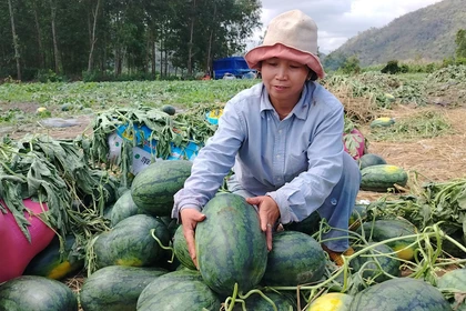 Gia Lai: Dưa hấu rớt giá, nông dân lao đao vì thua lỗ