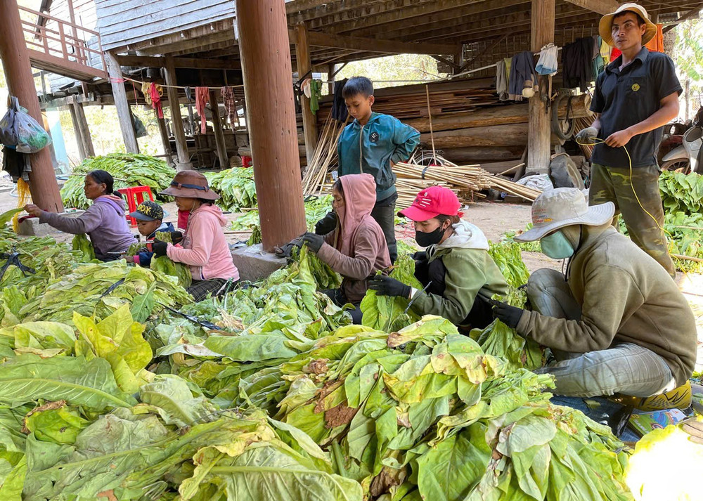 Khu vực Đông Nam tỉnh đang vào mùa cao điểm thu hoạch thuốc lá. Ảnh: V.C khu-vuc-dong-nam-tinh-dang-vao-mua-cao-diem-thu-hoach-thuoc-la-anh-vu-chi.jpg