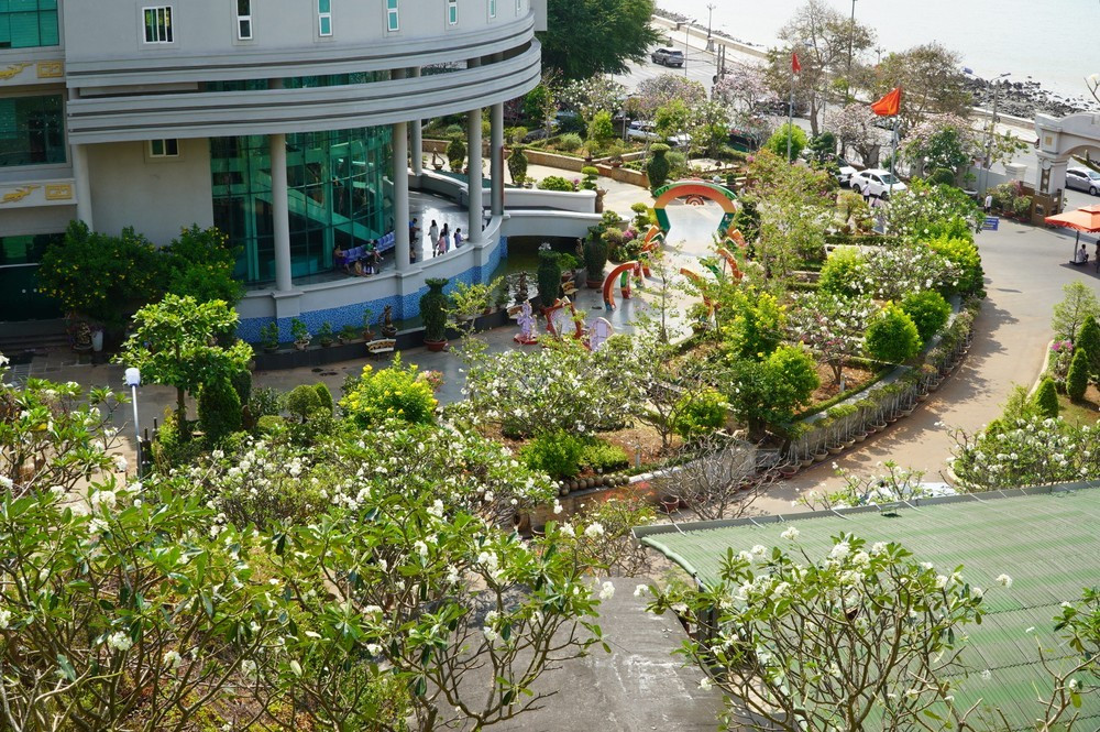 Hoa sứ cũng nở rộ trong sân của Bảo tàng tỉnh Bà Rịa - Vũng Tàu Hoa sứ cũng nở rộ trong sân của Bảo tàng tỉnh Bà Rịa - Vũng Tàu