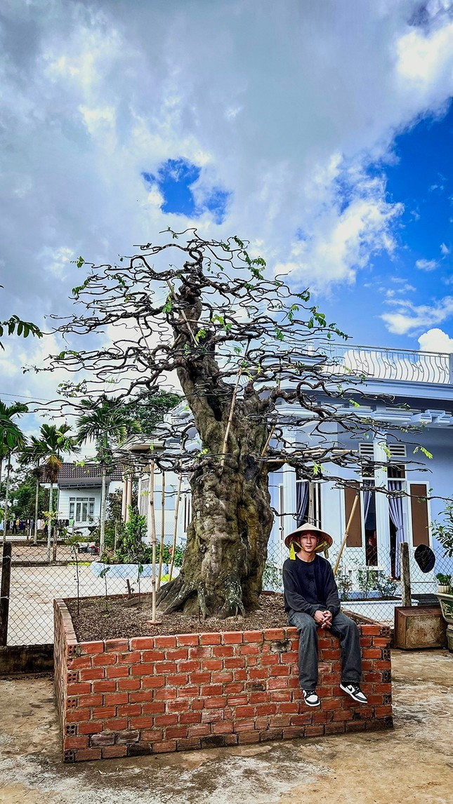 Cây khế sau thời gian được Thọ chăm sóc, tỉa tót, tạo tầng tán đã “lột xác” Cây khế sau thời gian được Thọ chăm sóc, tỉa tót, tạo tầng tán đã “lột xác”