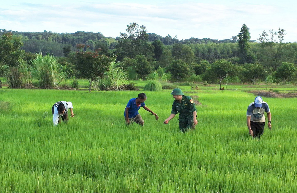 Bộ đội Biên phòng tỉnh Gia Lai giúp dân trồng lúa nước. Ảnh: T.D bdbp-tinh-giup-dan-trong-lua-nuoc-anh-td.jpg