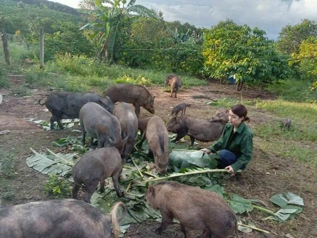 Chị Nhi bỏ phố về quê trồng cây ăn trái và nuôi heo rừng Chị Nhi bỏ phố về quê trồng cây ăn trái và nuôi heo rừng