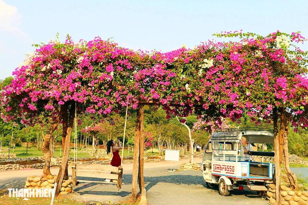 Nhiều loại hoa, đặc biệt là hoa giấy khoe sắc rực rỡ Nhiều loại hoa, đặc biệt là hoa giấy khoe sắc rực rỡ