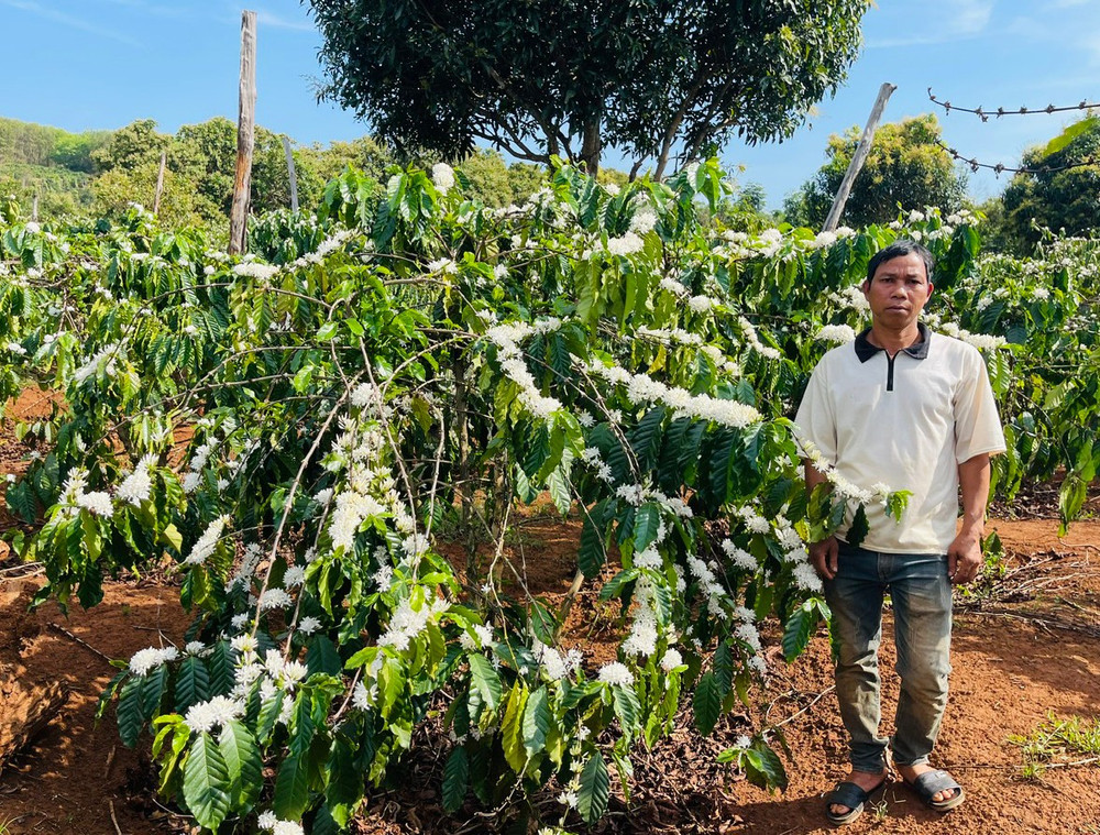 Ông Kpăh Ngao bên vườn cà phê tái canh của gia đình. Ảnh: N.H ong-kpah-ngao-ben-vuon-ca-phe-tai-canh-cua-gia-dinh.jpg